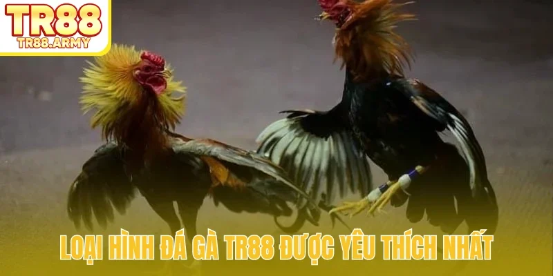 Loại hình đá gà TR88 được yêu thích nhất