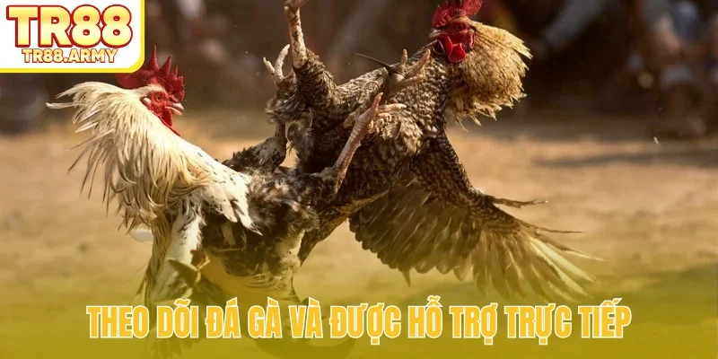 Theo dõi đá gà và được hỗ trợ trực tiếp